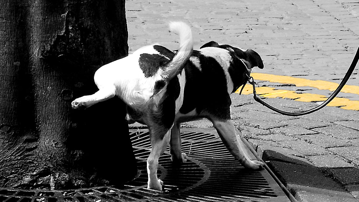 Dog Peeing - Photo by Farquois