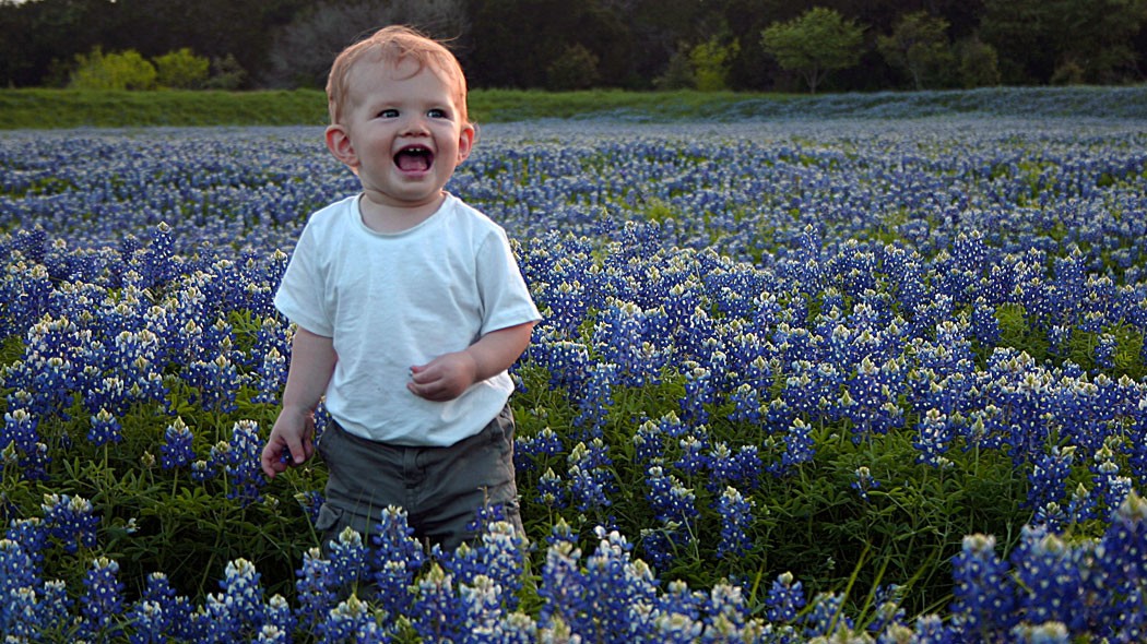 Scouting the field of Texas bluebonnets