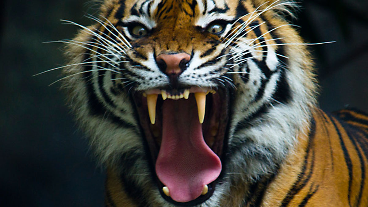 Growling Tiger - Photo by Steve Munro